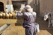 واکسیناسیون آبله و شاربن دام سبک در کاشمر